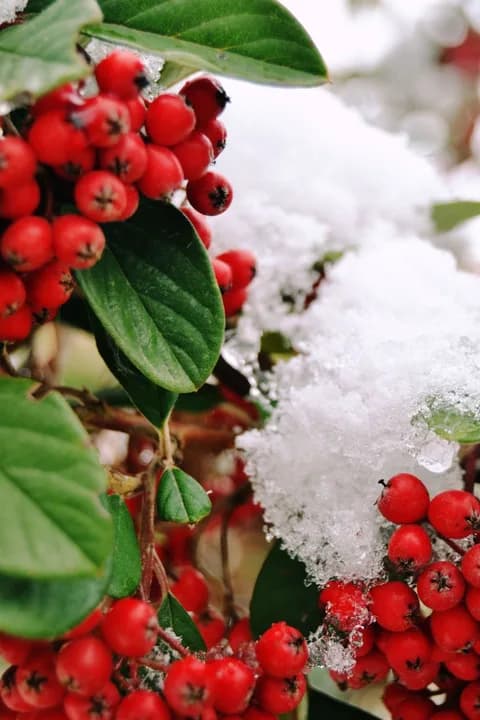 A close-up of red berries with green leaves covered in winter snow. PNG