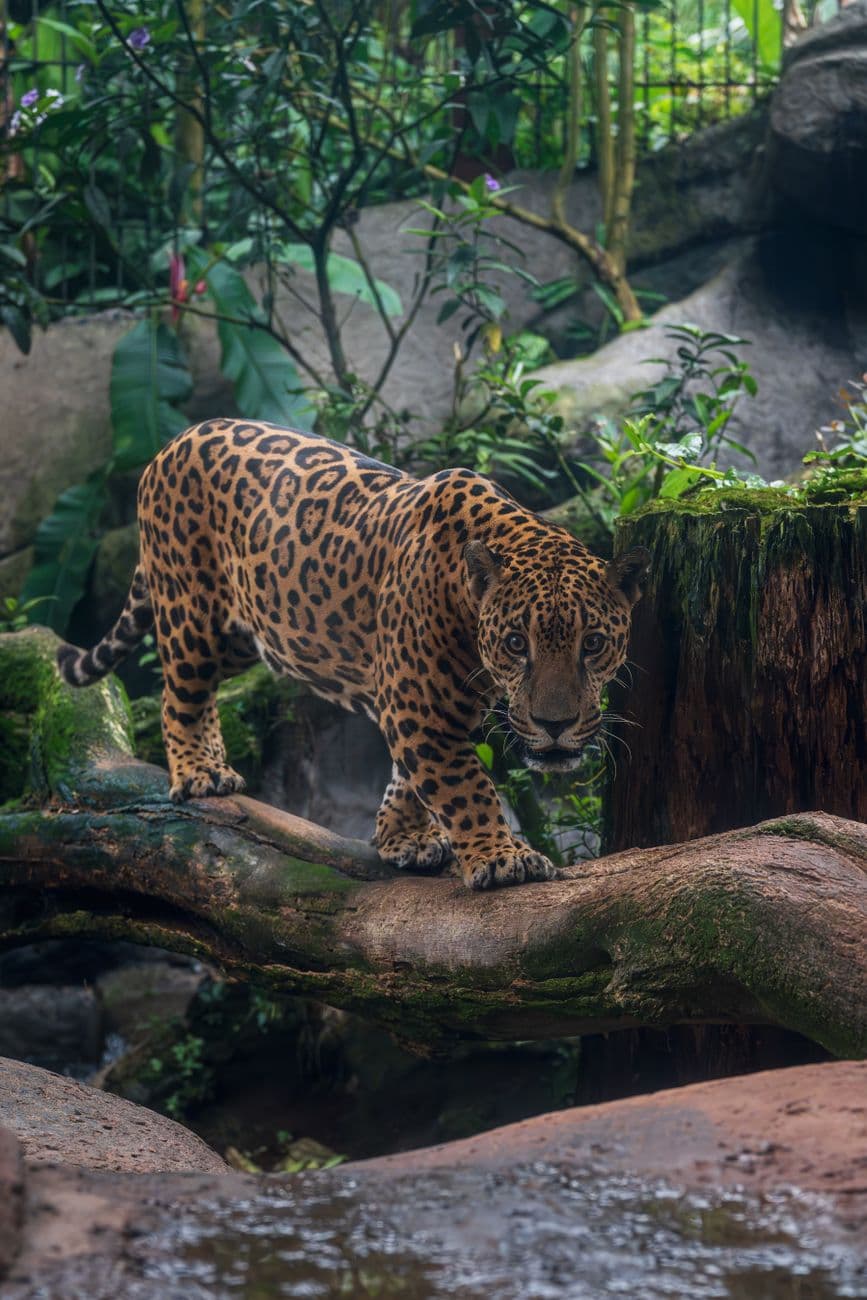 A majestic jaguar prowling on a log in its natural rainforest habitat.