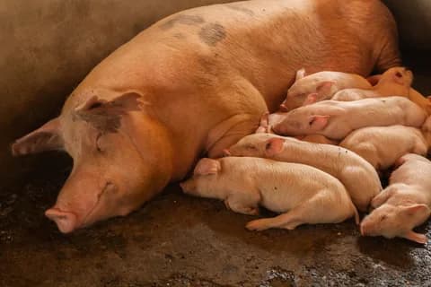 A peaceful scene of a sow with her piglets resting indoors in a barn. PNG