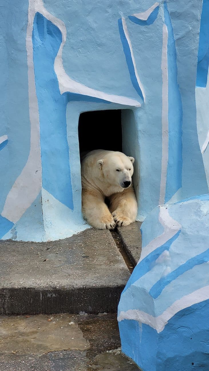 A polar bear sitting in a blue-themed zoo enclosure entrance.