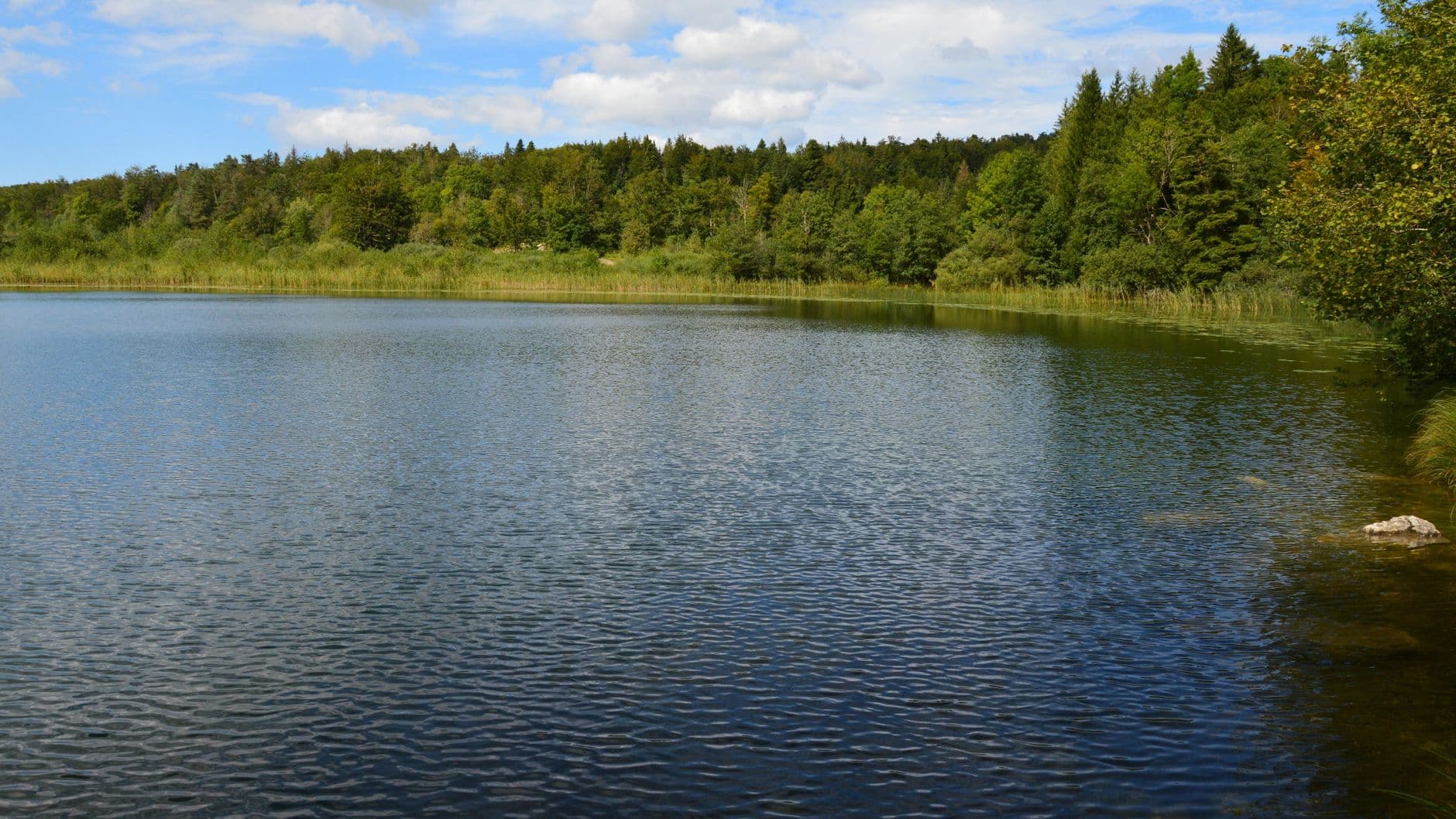 A serene lake amidst a vibrant green forest under a clear blue sky.
