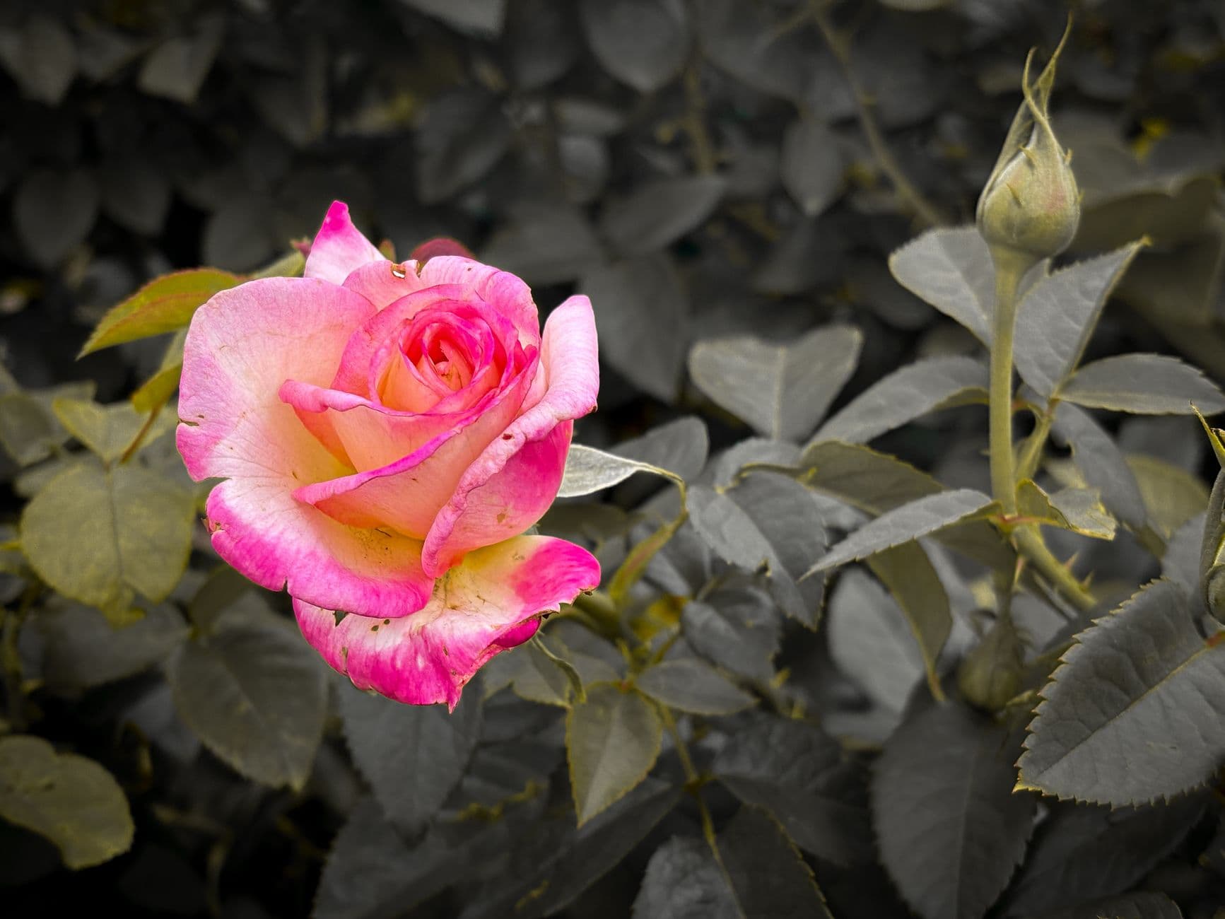 A striking pink rose bloom set against a muted garden backdrop.