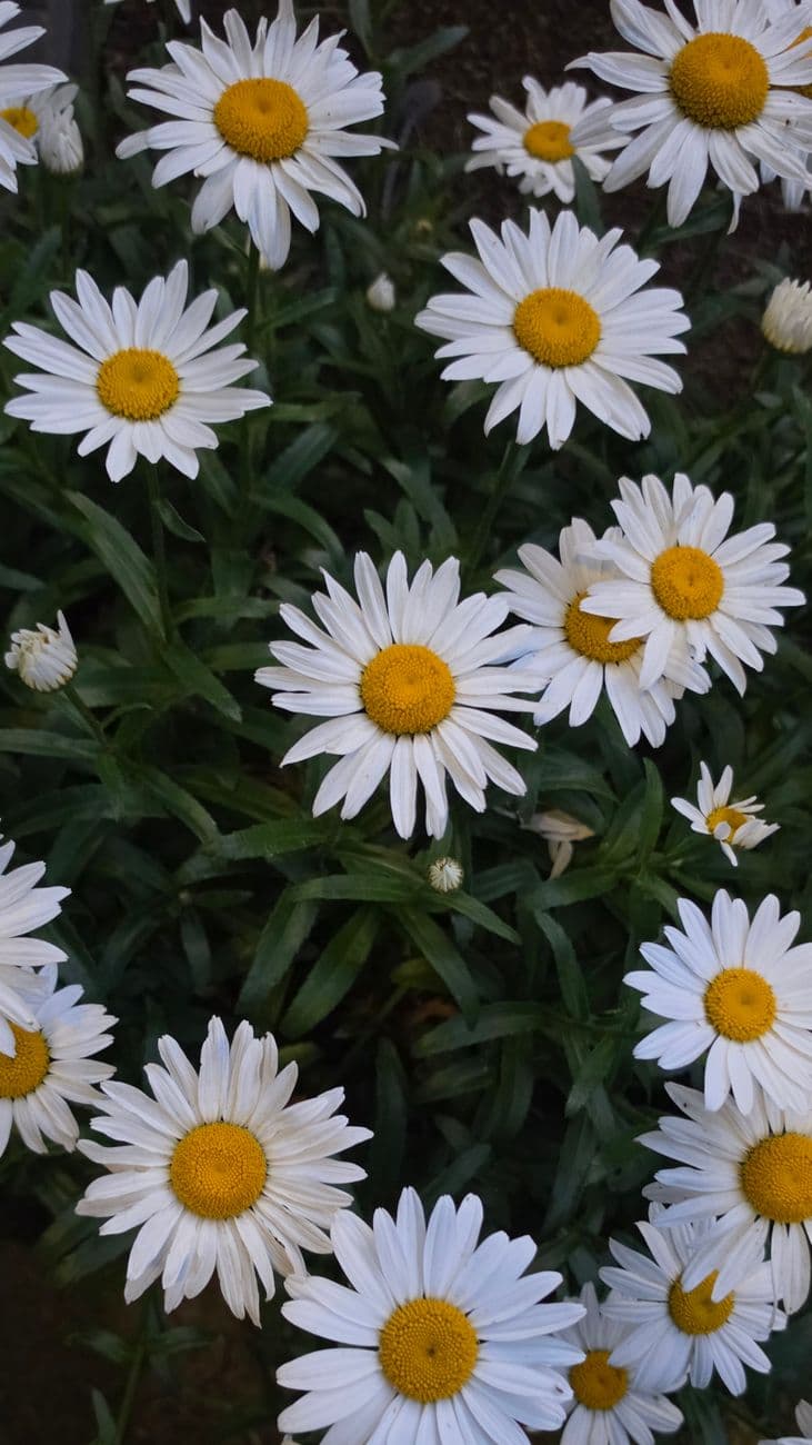 Beautiful white daisies with yellow centers in full bloom captured outdoors.