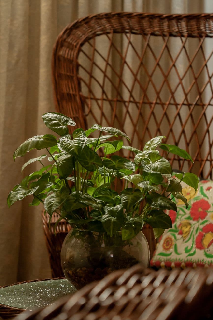 Bright living room featuring wicker furniture with a lush indoor plant.