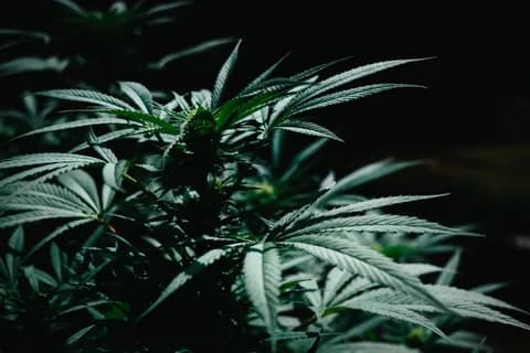 Close-up of a lush cannabis plant with dark green leaves in low light. PNG