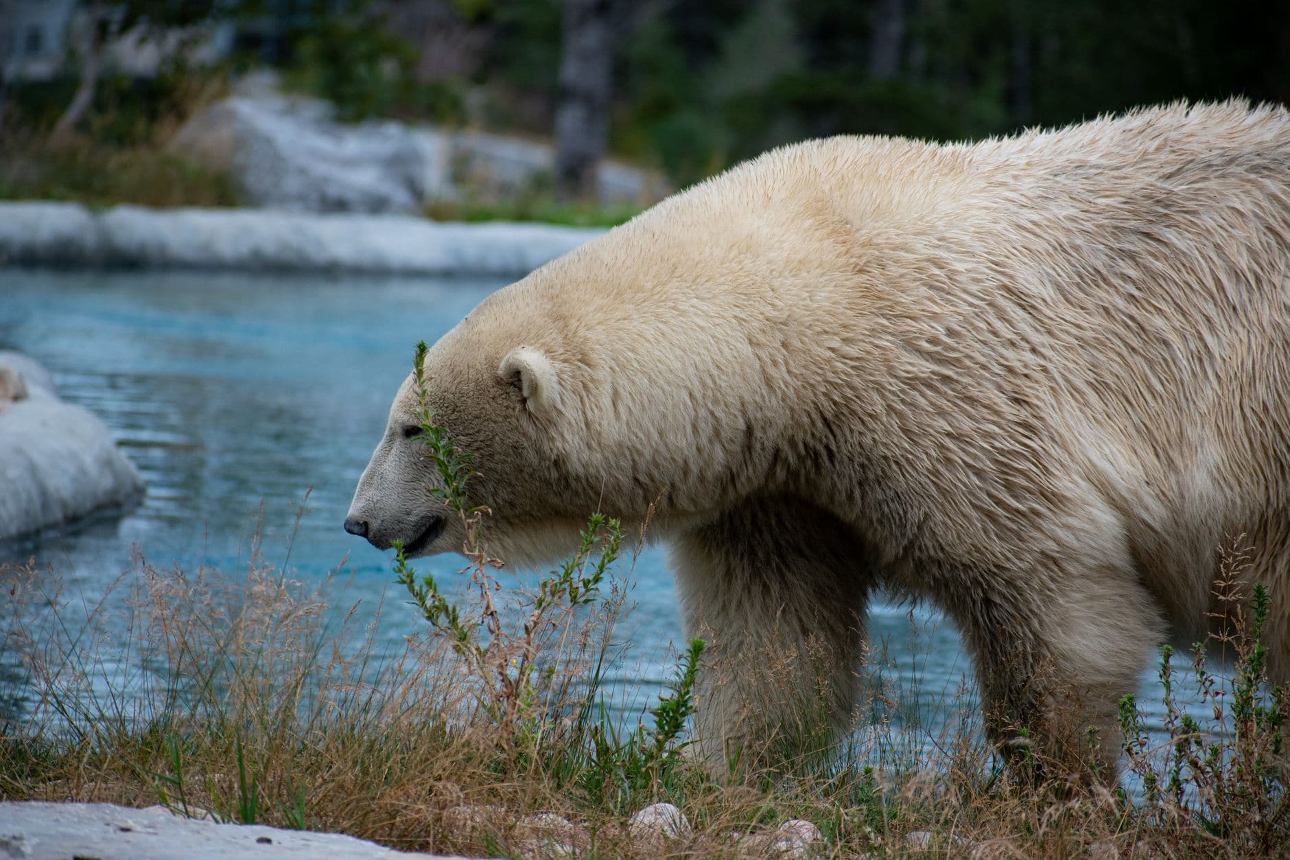Close-up of a polar bear walking near water in a serene natural setting.