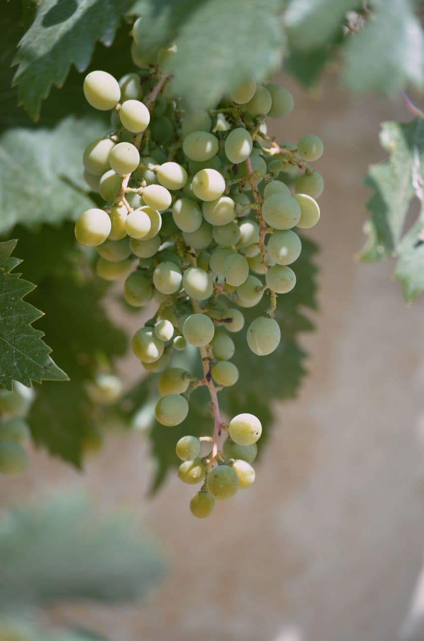 Cluster of green grapes hanging on a vine, glistening in the summer sunlight.
