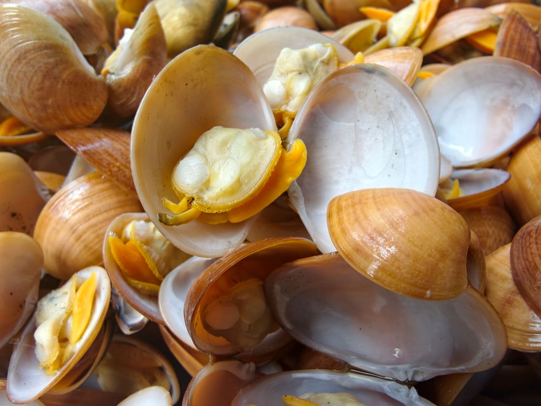 Detailed close-up of freshly opened clams, highlighting texture and color.