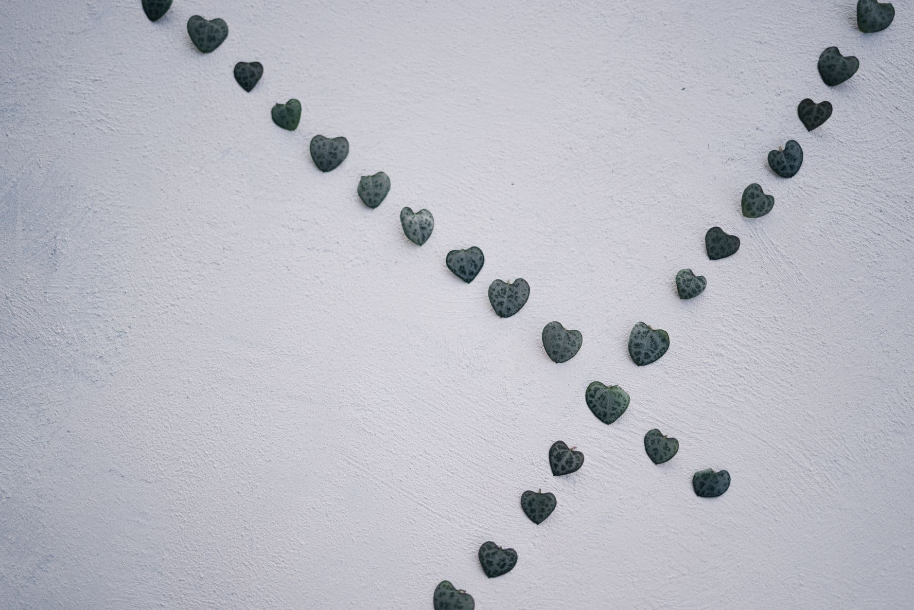 Heart-shaped leaves form an artistic pattern on a textured white wall.