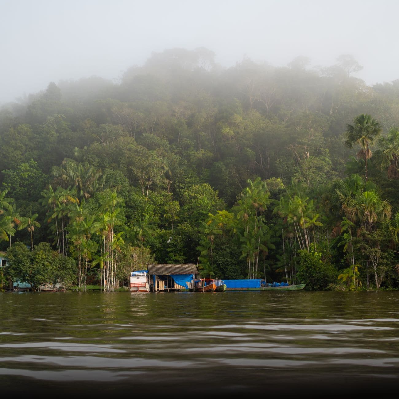 Serene mist-covered riverbank surrounded by dense tropical rainforest.