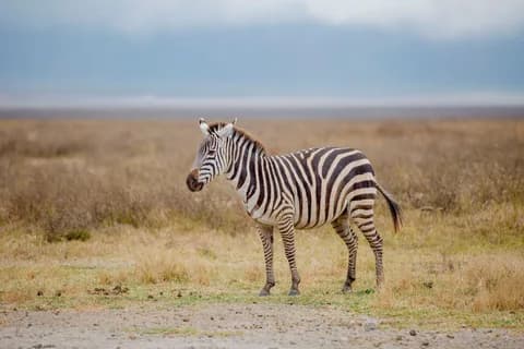 Zebra standing in the grasslands of Serengeti National Park, Tanzania. PNG