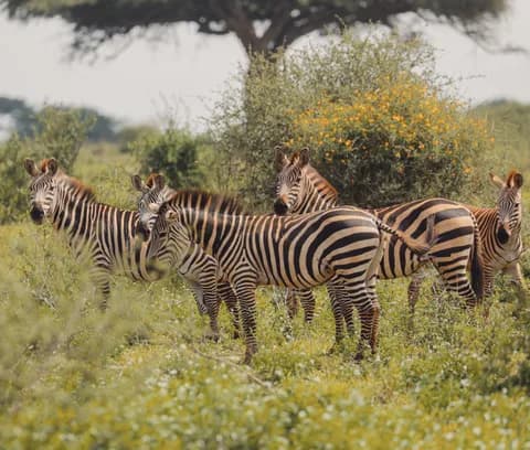 Zebras in the wild PNG
