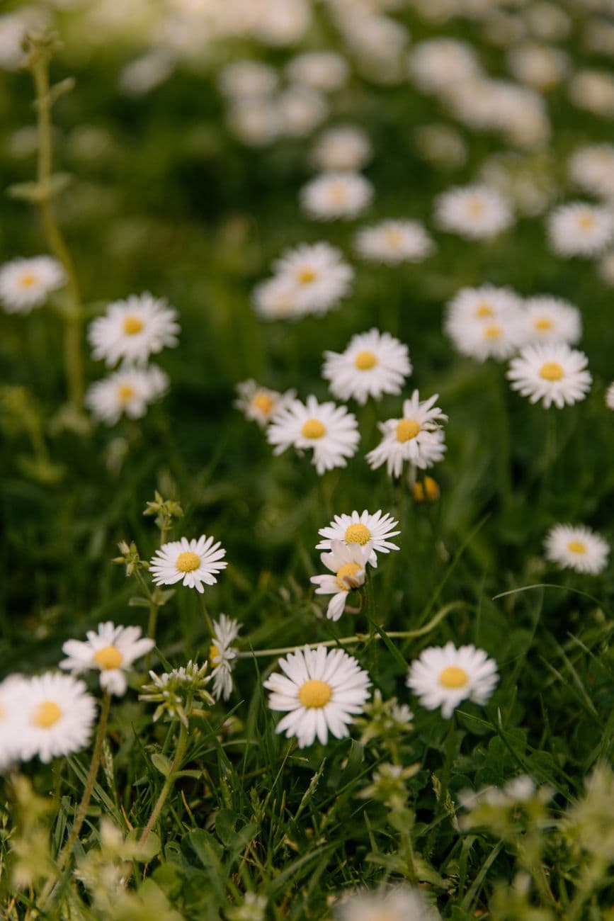 A close-up of blooming daisies scattered in a lush green field, capturing the essence of s