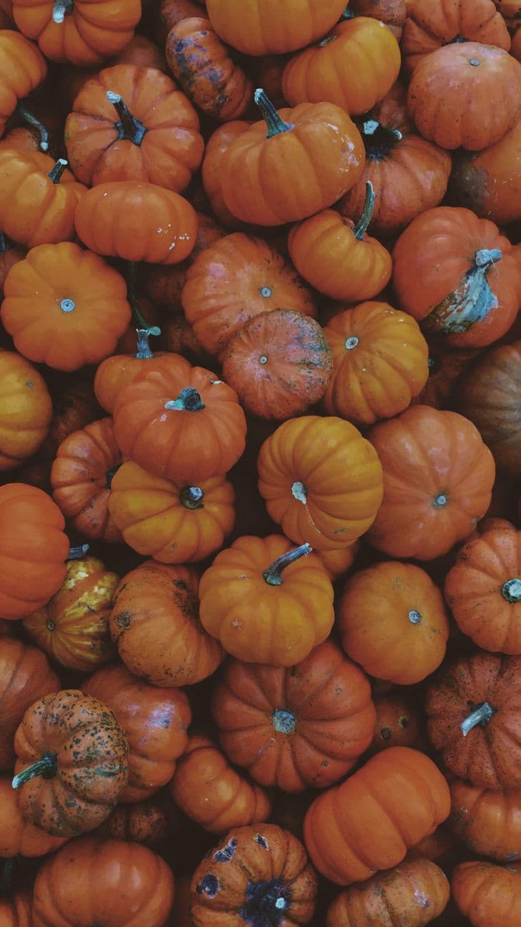 A collection of bright orange mini pumpkins, perfect for autumn season decor and themes.
