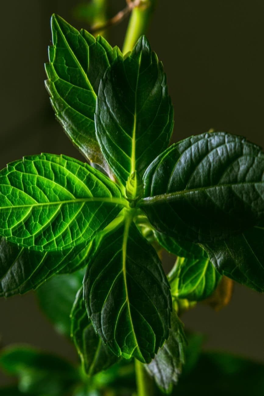 A detailed close-up of lush green mint leaves, showcasing natural texture and vibrancy.