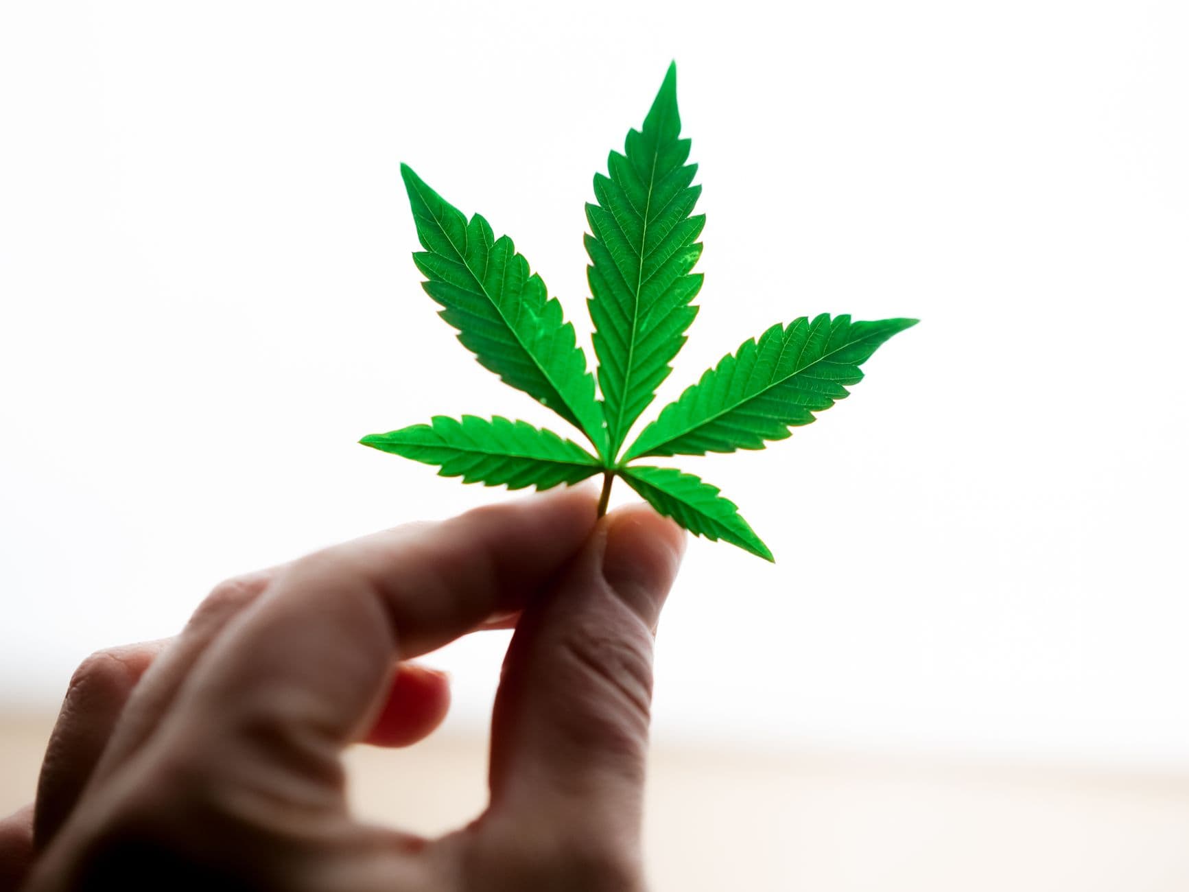A detailed view of a hand holding a vibrant green cannabis leaf on a bright white backgrou