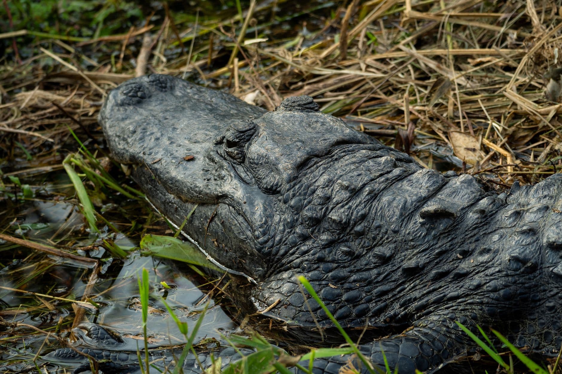 A detailed view of an alligator resting on a muddy swamp surface, showcasing its rough tex
