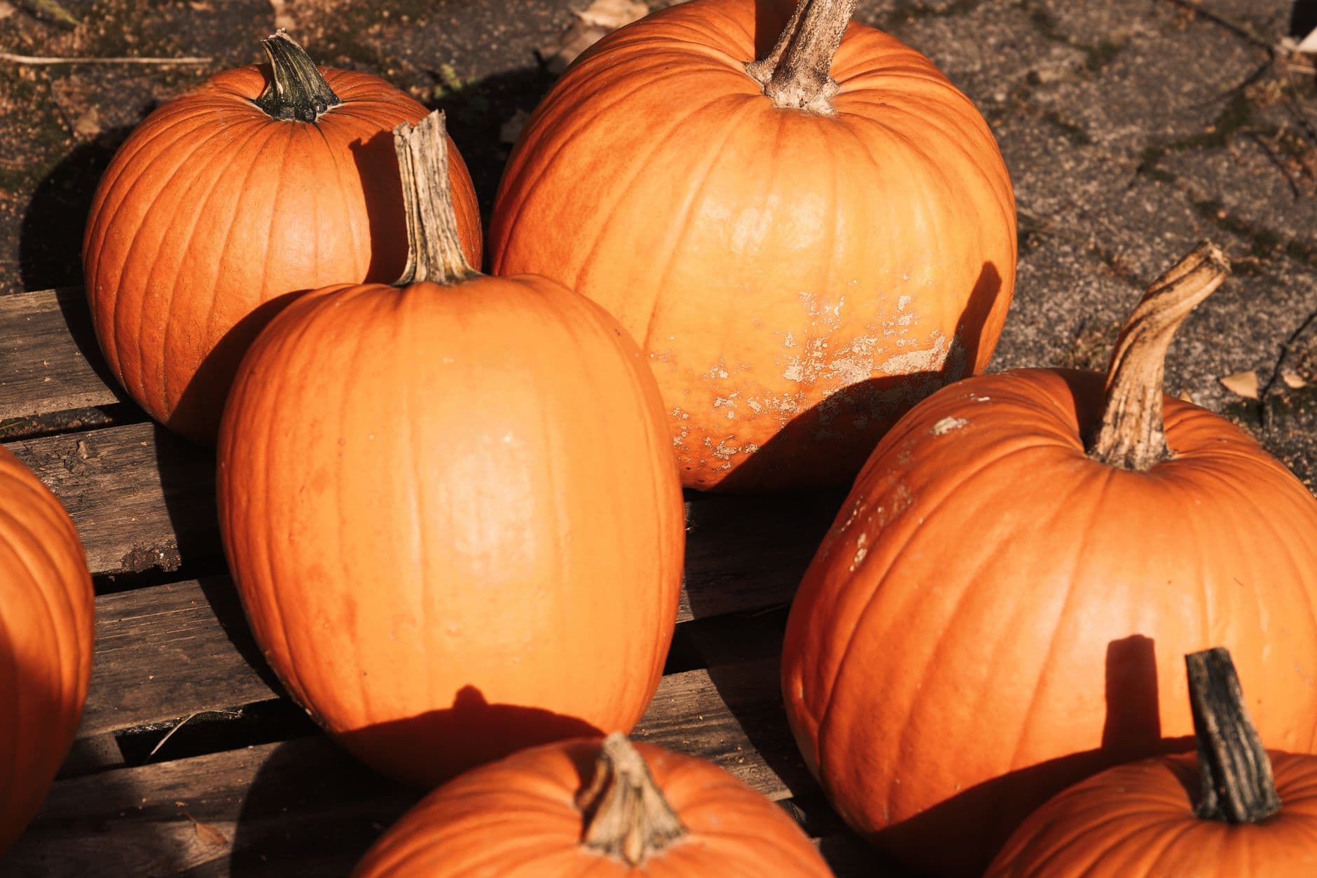 A group of bright orange pumpkins on a wooden surface, capturing the essence of autumn har