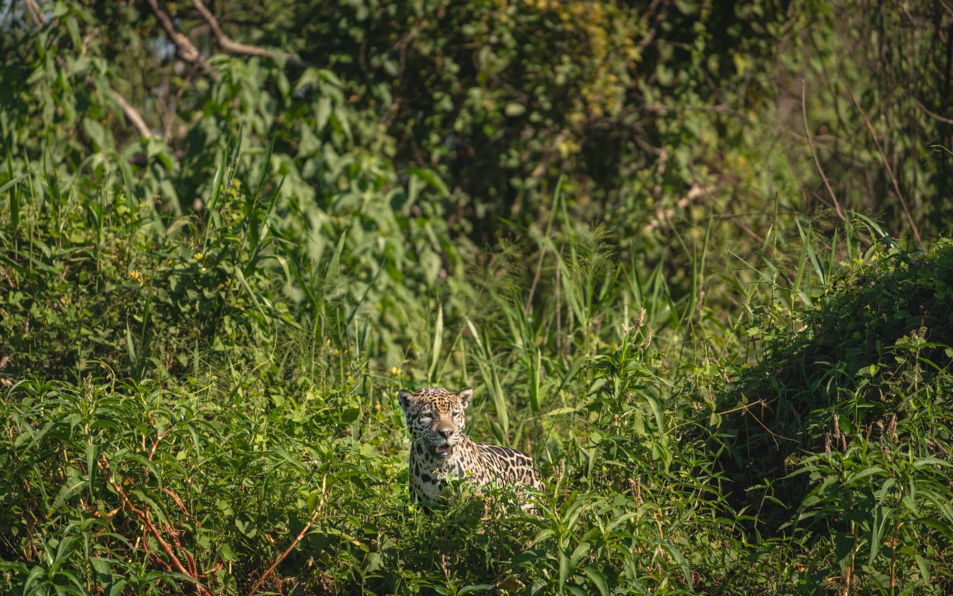 A jaguar camouflaged in lush greenery in Porto Jofre, Brazil, showcasing its natural habit
