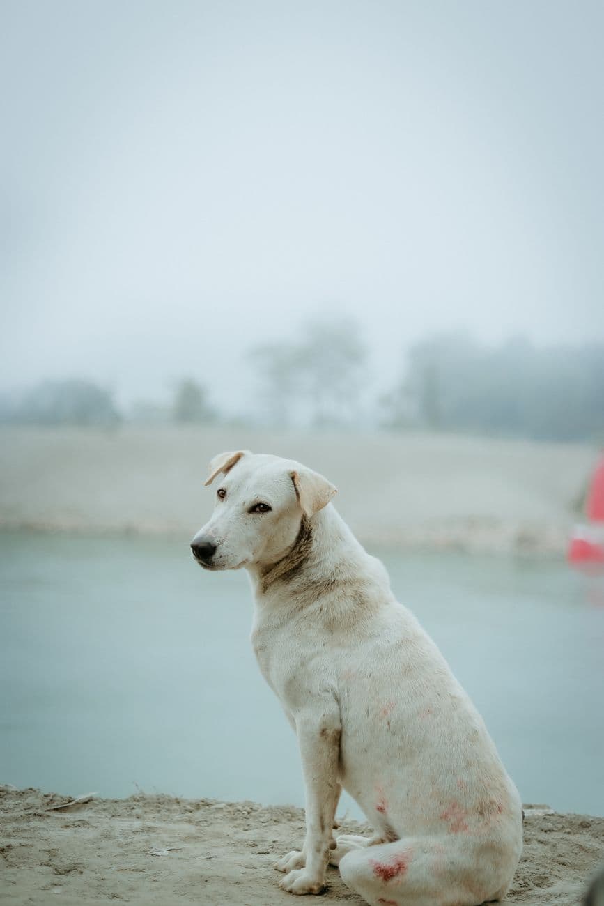 A lone white dog sits by a misty lake, creating a serene and lonely scene.