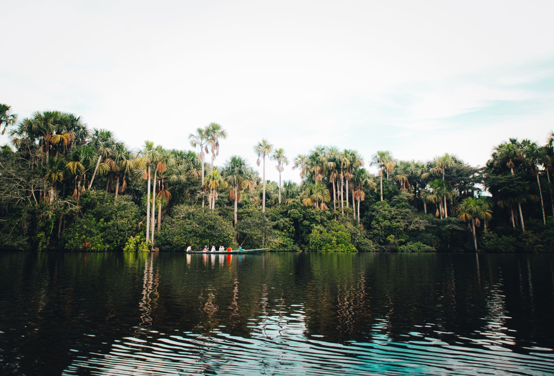 A peaceful boat ride down a tropical jungle river surrounded by lush greenery and tall pal