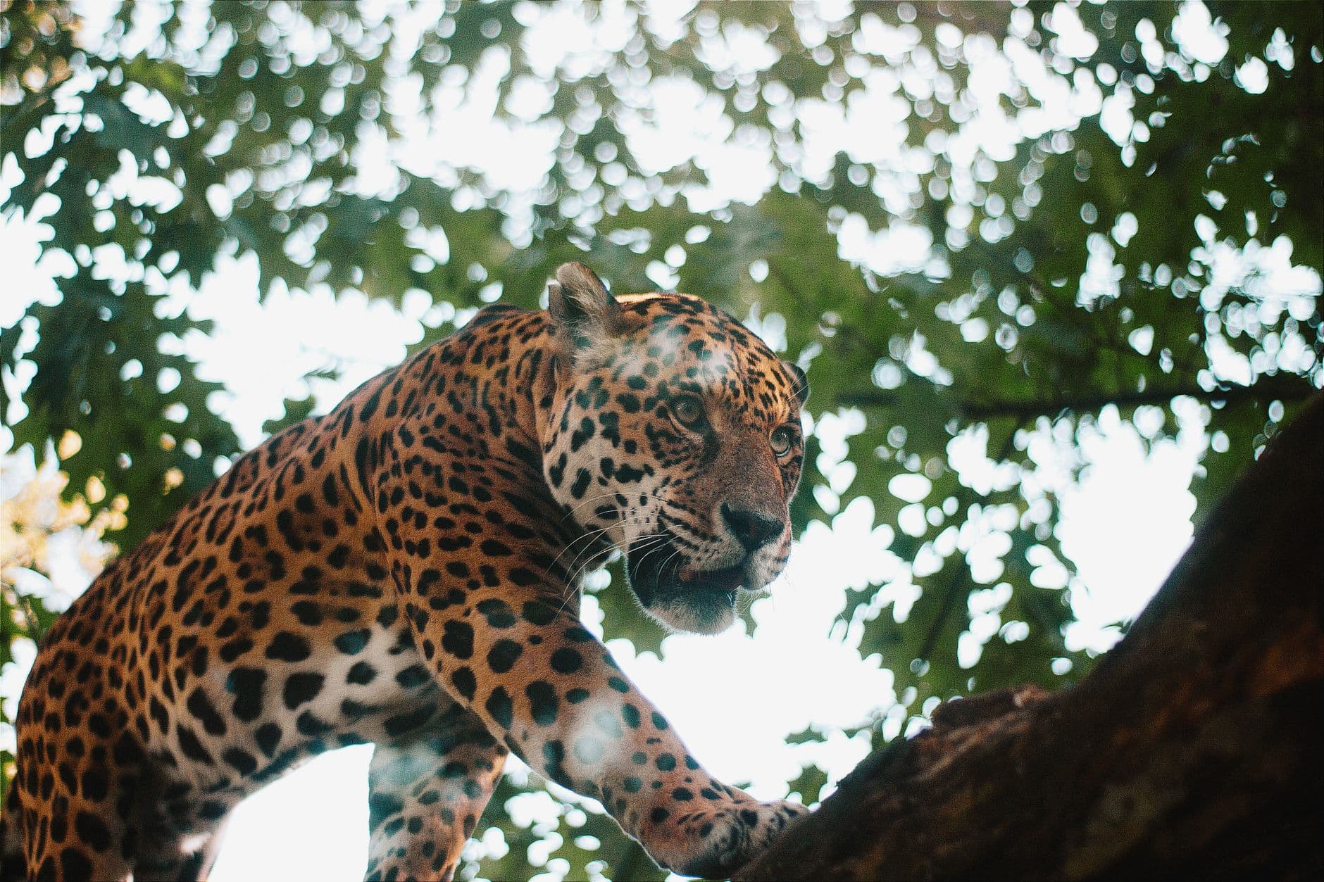 A powerful jaguar walking on a tree branch, showcasing its natural habitat and beauty.