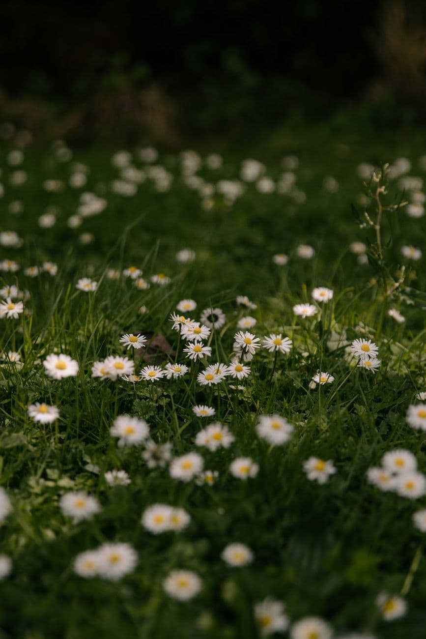 A serene view of a daisy field in spring, capturing natural beauty and tranquility.