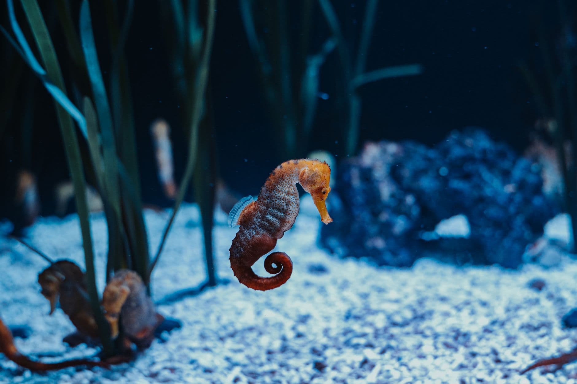 A slender seahorse gracefully swims in a vivid marine aquarium, surrounded by sea life.
