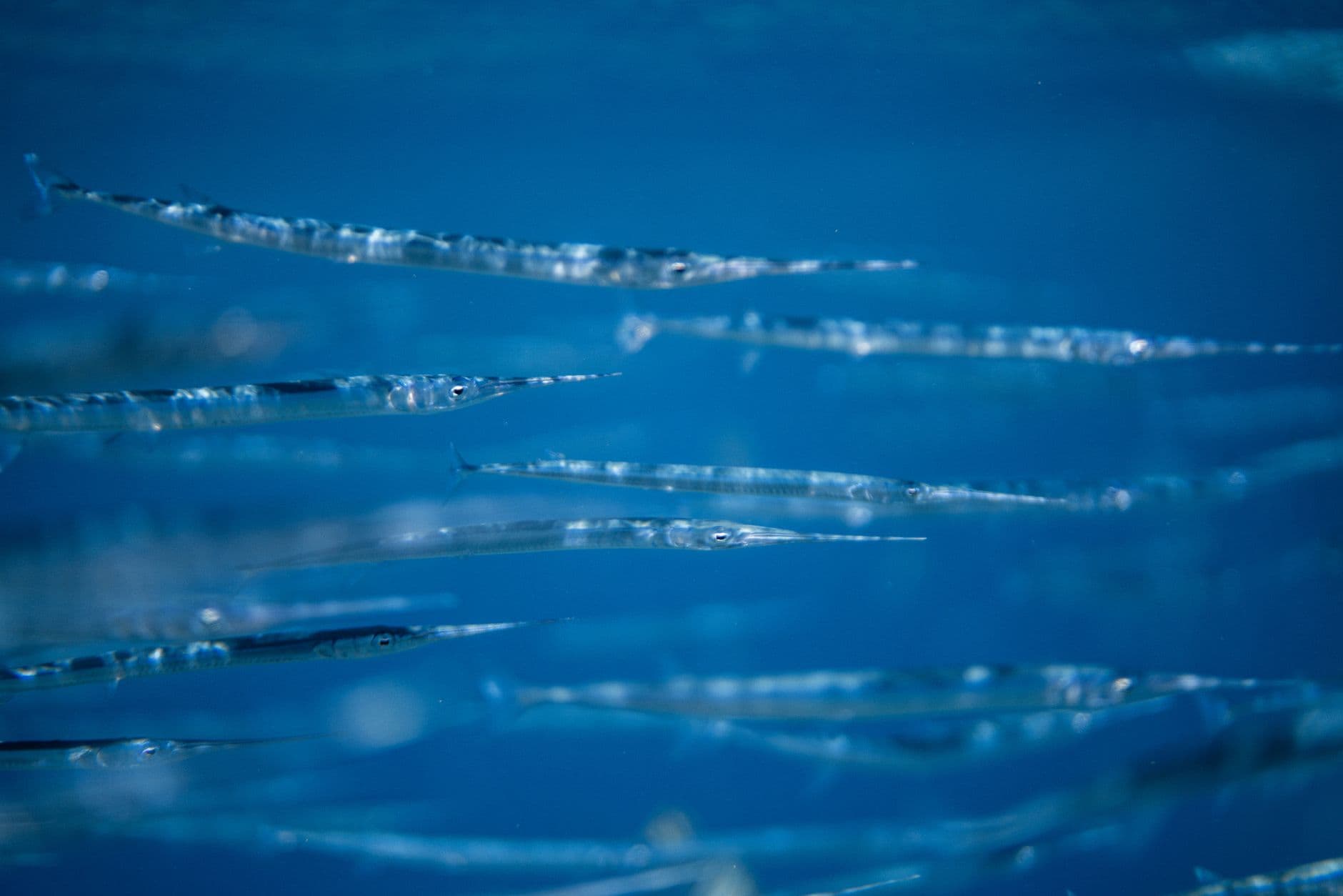 A tranquil image of a school of needlefish swimming gracefully underwater, showcasing mari