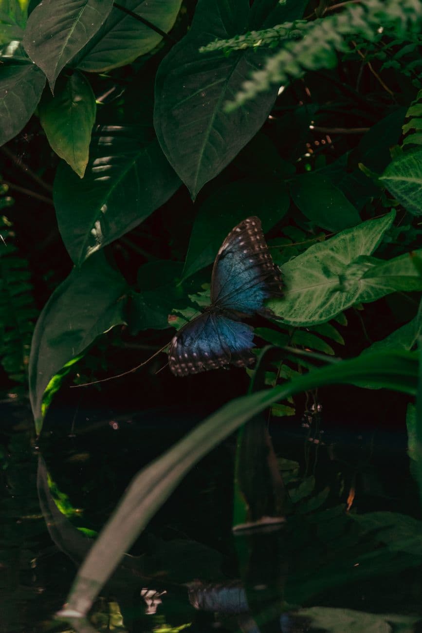 A vibrant blue butterfly rests on lush green leaves in a tropical setting, captured outdoo