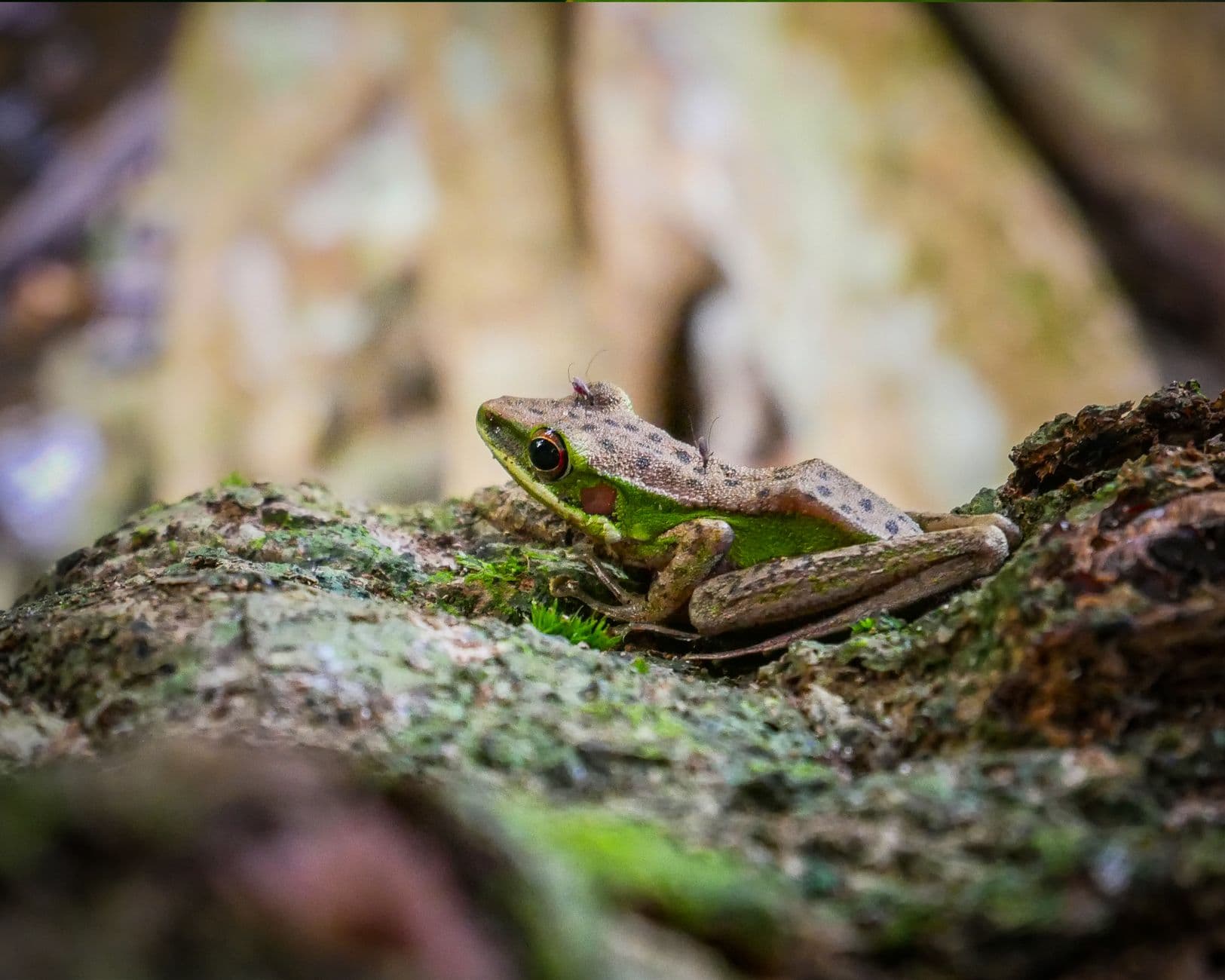 A vibrant green and brown frog sits on a moss-covered rock in a natural setting in West Ka