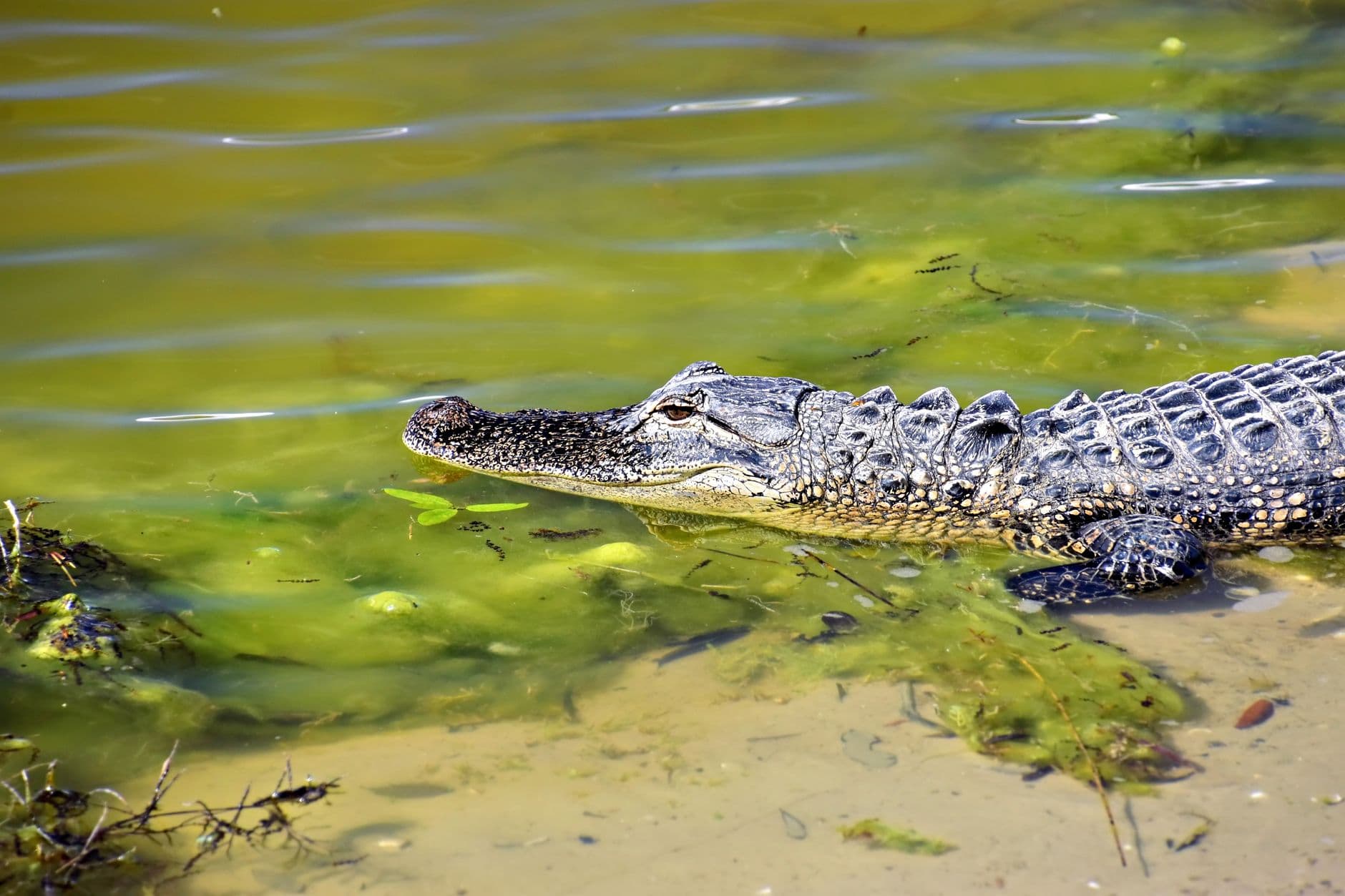 An American alligator swimming in a Sarasota, Florida wetland under the bright sun.