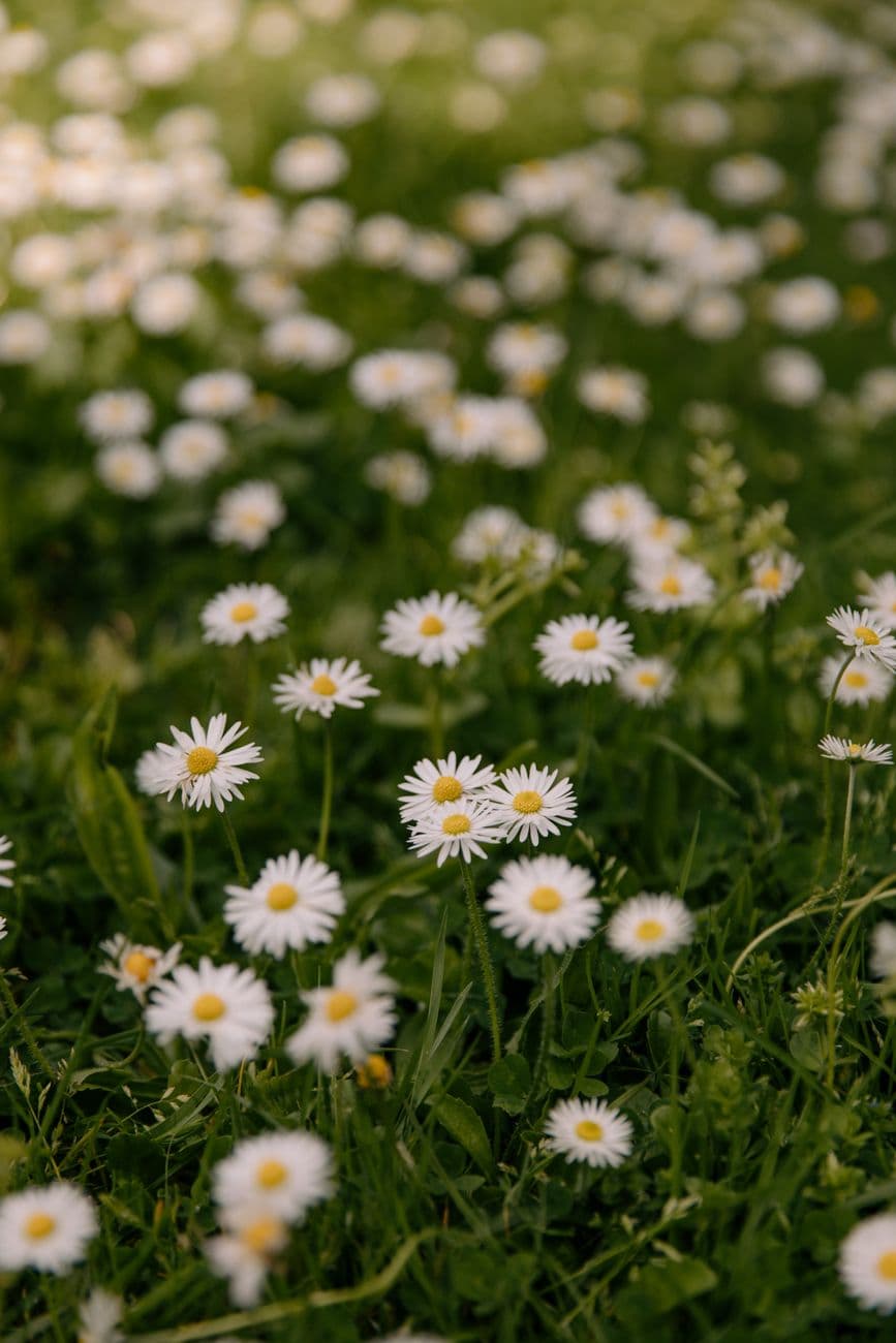 Beautiful daisies blooming abundantly in a serene spring meadow, capturing the essence of