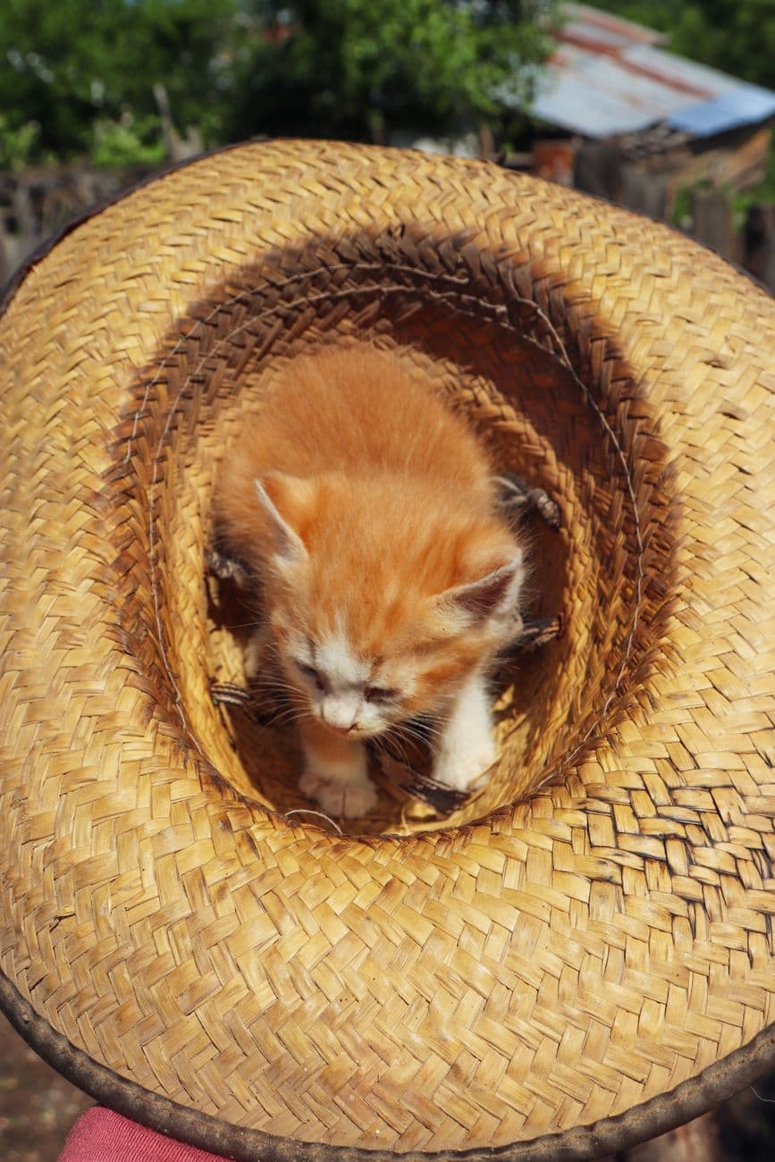 Charming orange kitten curled up in straw hat outside on a sunny day in a rustic setting.