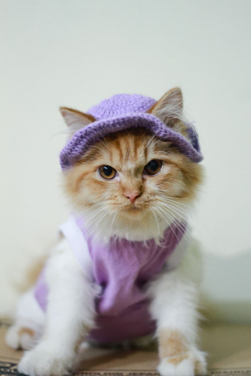 Charming tabby kitten wearing a purple outfit and hat, exuding curiosity and cuteness.