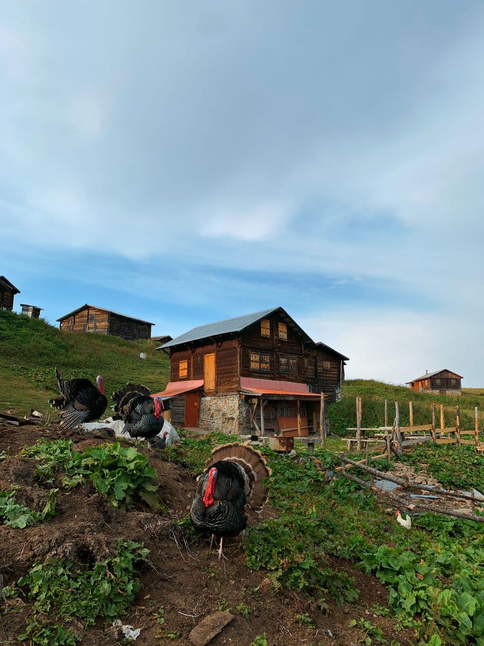 Charming wooden village houses with roaming turkeys in the lush countryside of Rize, Türki
