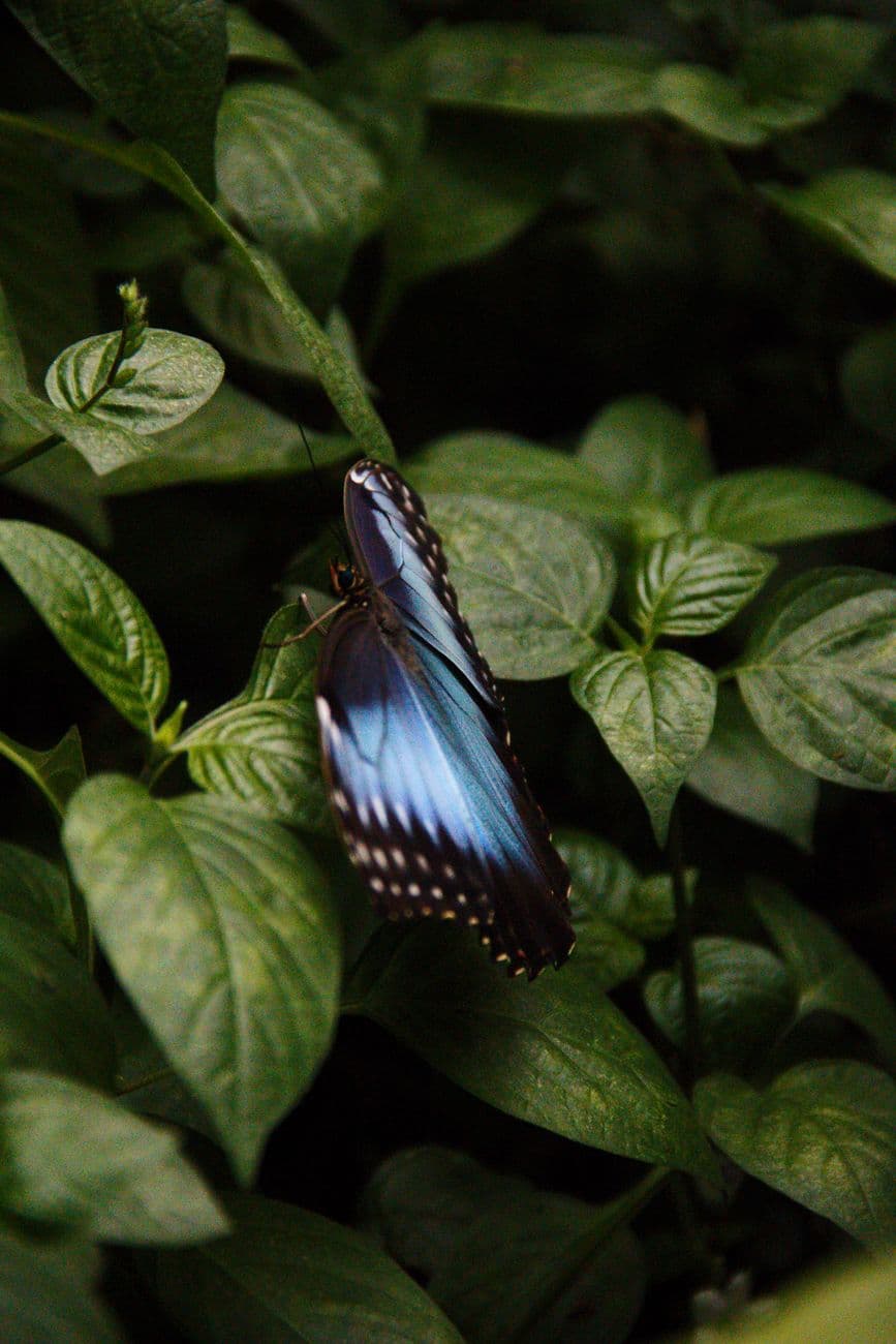 Close-up of a blue butterfly perched on vibrant green leaves, showcasing natural beauty an