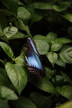 Close-up of a blue butterfly perched on vibrant green leaves, showcasing natural beauty an PNG