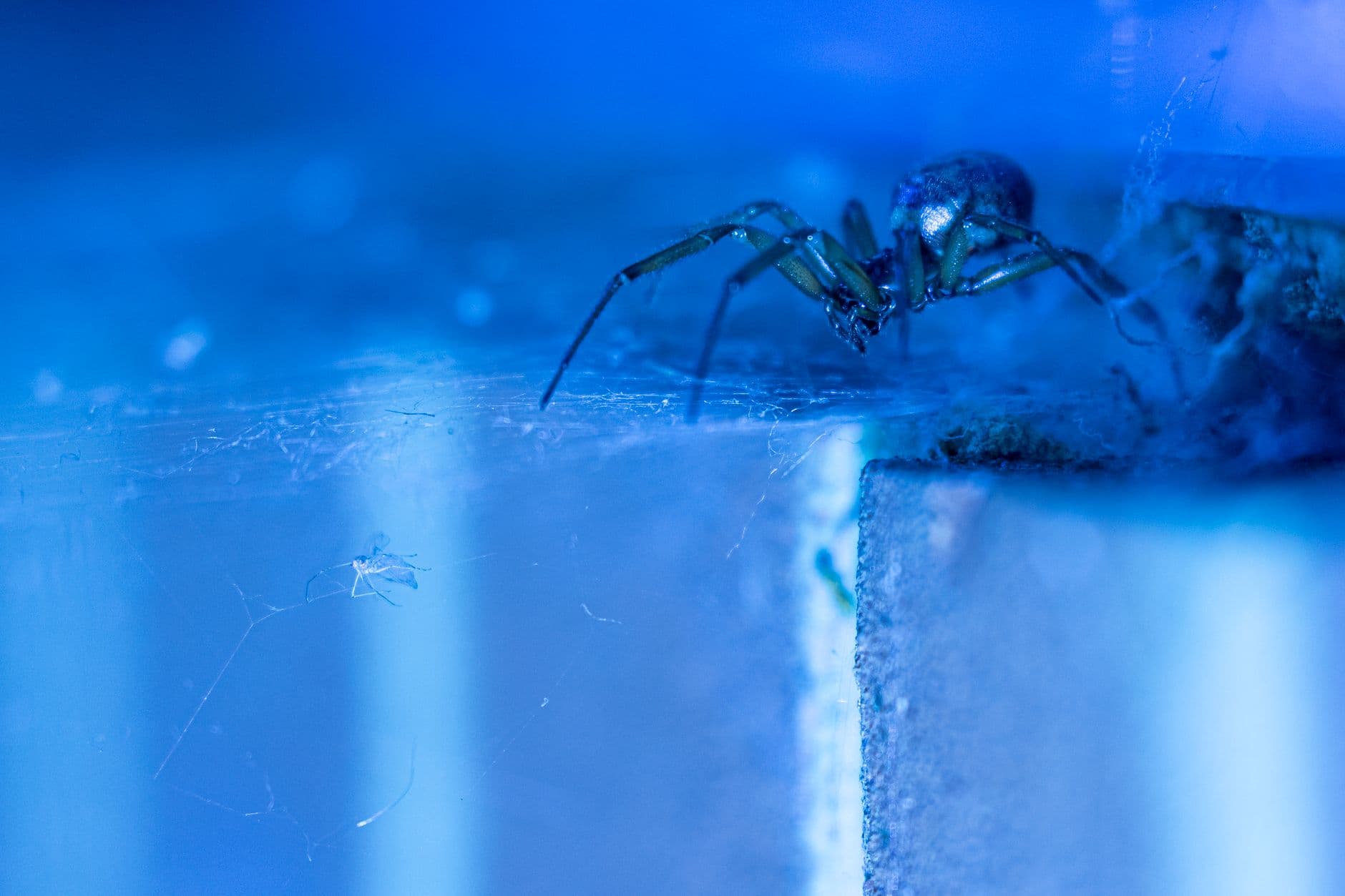 Close-up of a false widow spider capturing prey in a web. Rich blue tones and macro detail