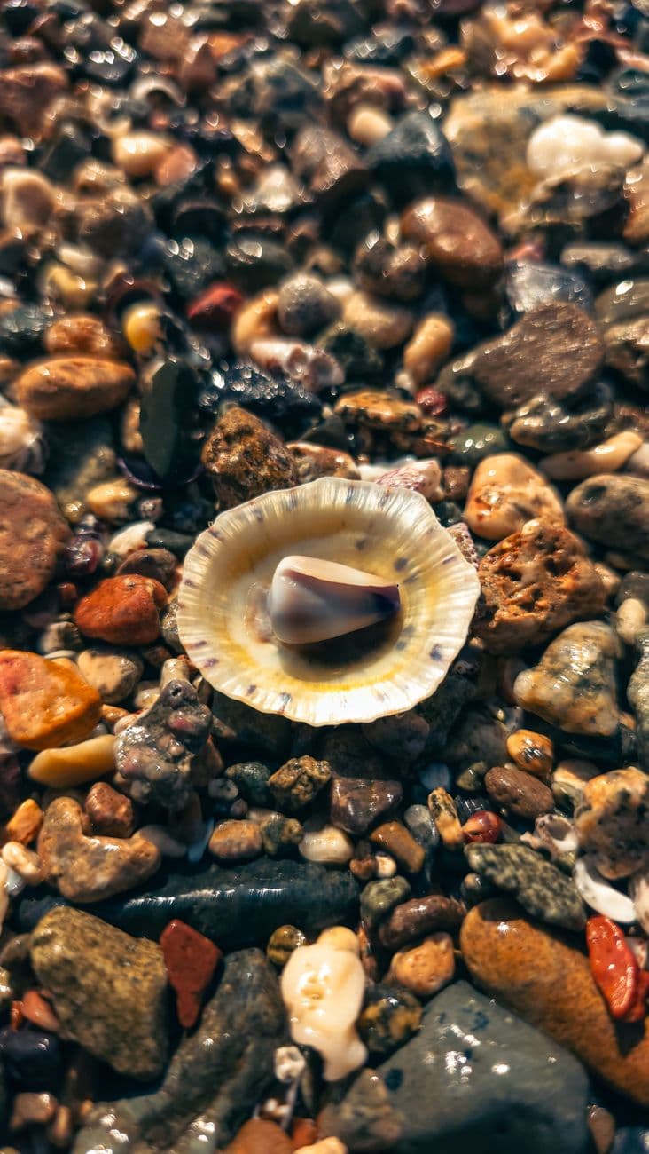 Close-up of a single seashell surrounded by vibrant pebbles on a sunlit beach.