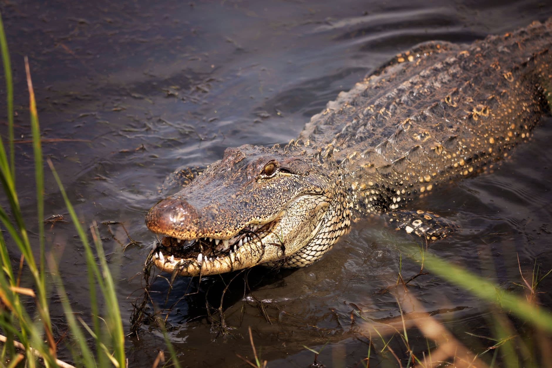 Close-up of an American alligator swimming in a swamp, showcasing its rough texture and fi