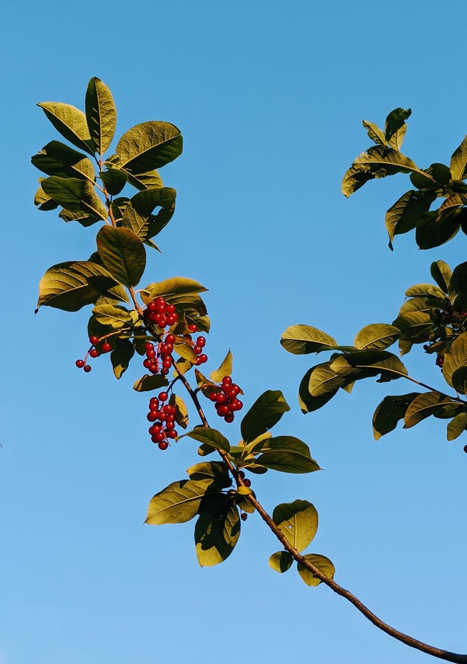 Close-up of chokecherry branch with red berries and green leaves against a clear blue sky.