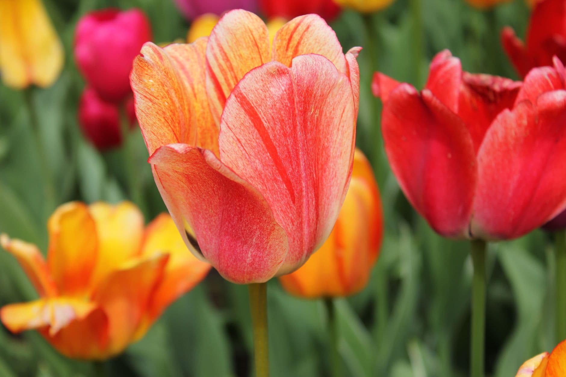 Close-up of colorful tulips in full bloom during a sunny spring day, showcasing bright red