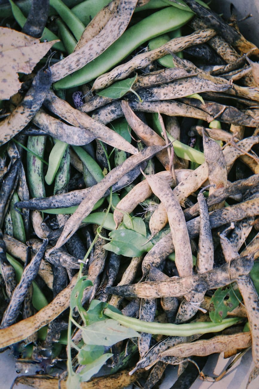 Close-up of harvested green and dried string beans, showcasing textures and colors.