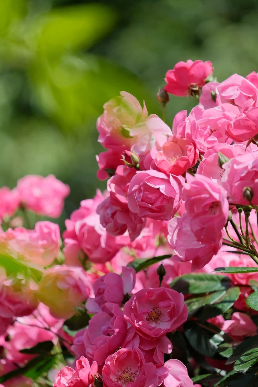 Close-up of vibrant pink roses blooming in a garden setting during the daytime.