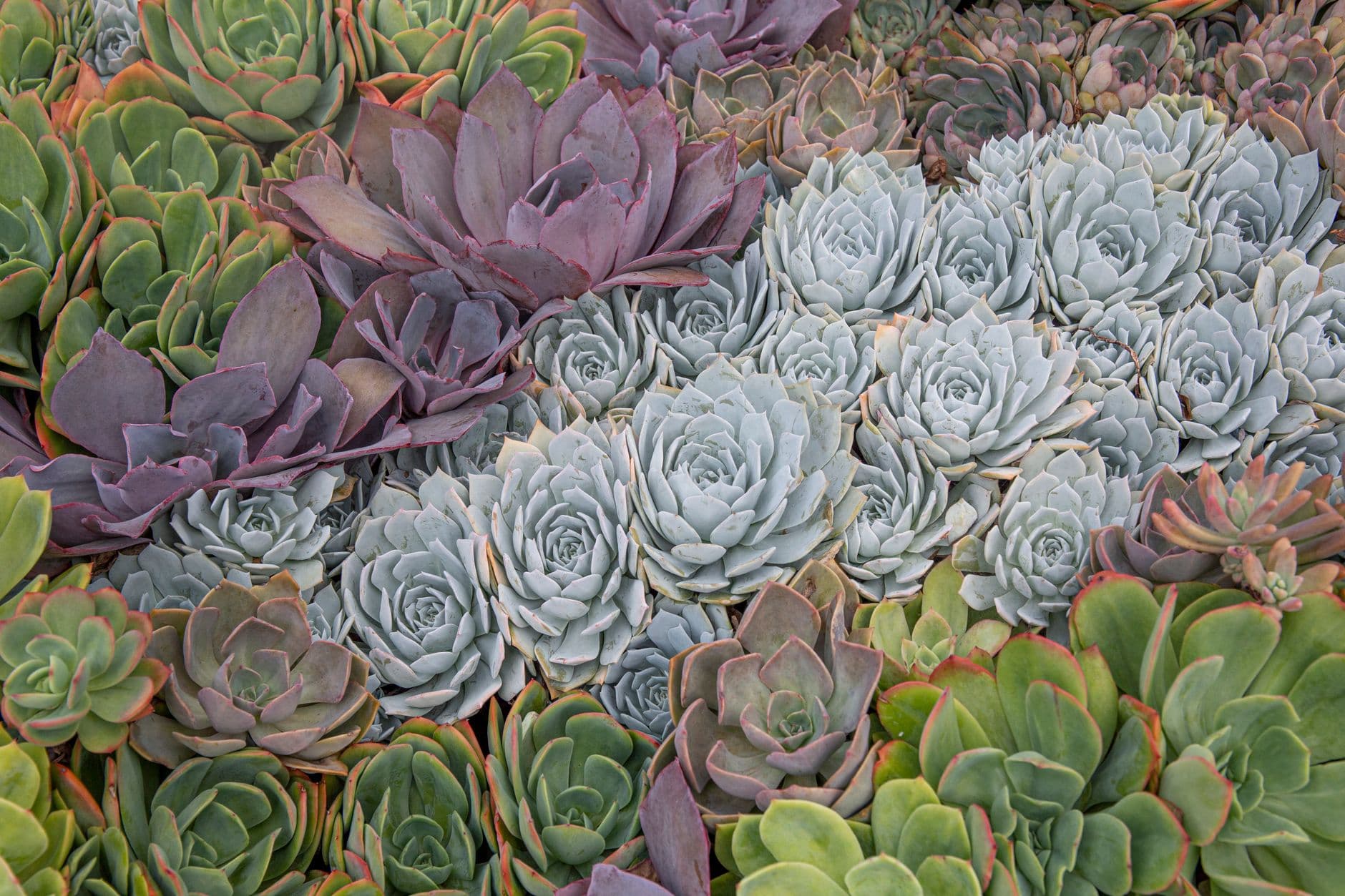 Colorful and detailed close-up of various succulents, showcasing their unique shapes and v