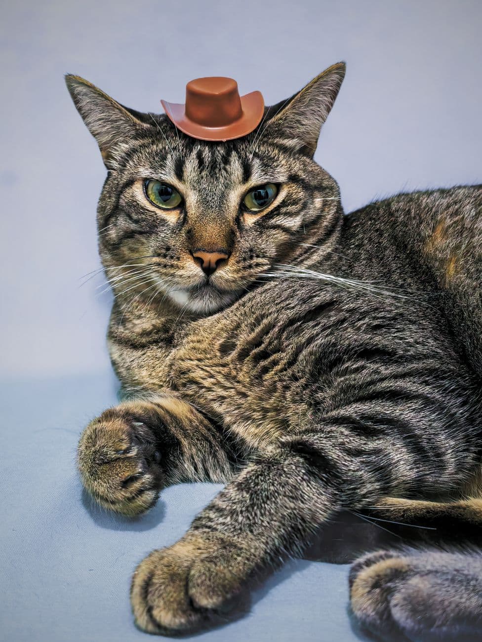Cute tabby cat wearing a small cowboy hat, lying on a blue surface. Perfect for pet lovers