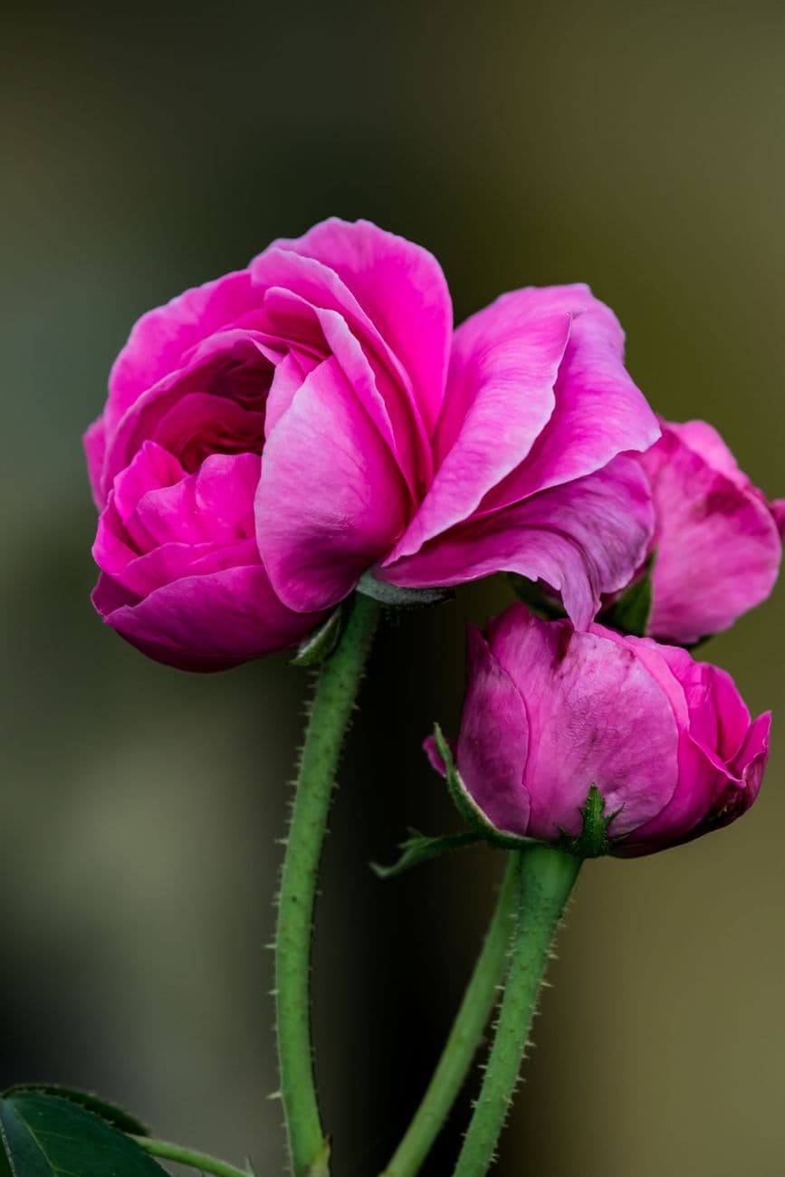Detailed image of vibrant pink roses with lush petals and delicate stems, perfect for flor