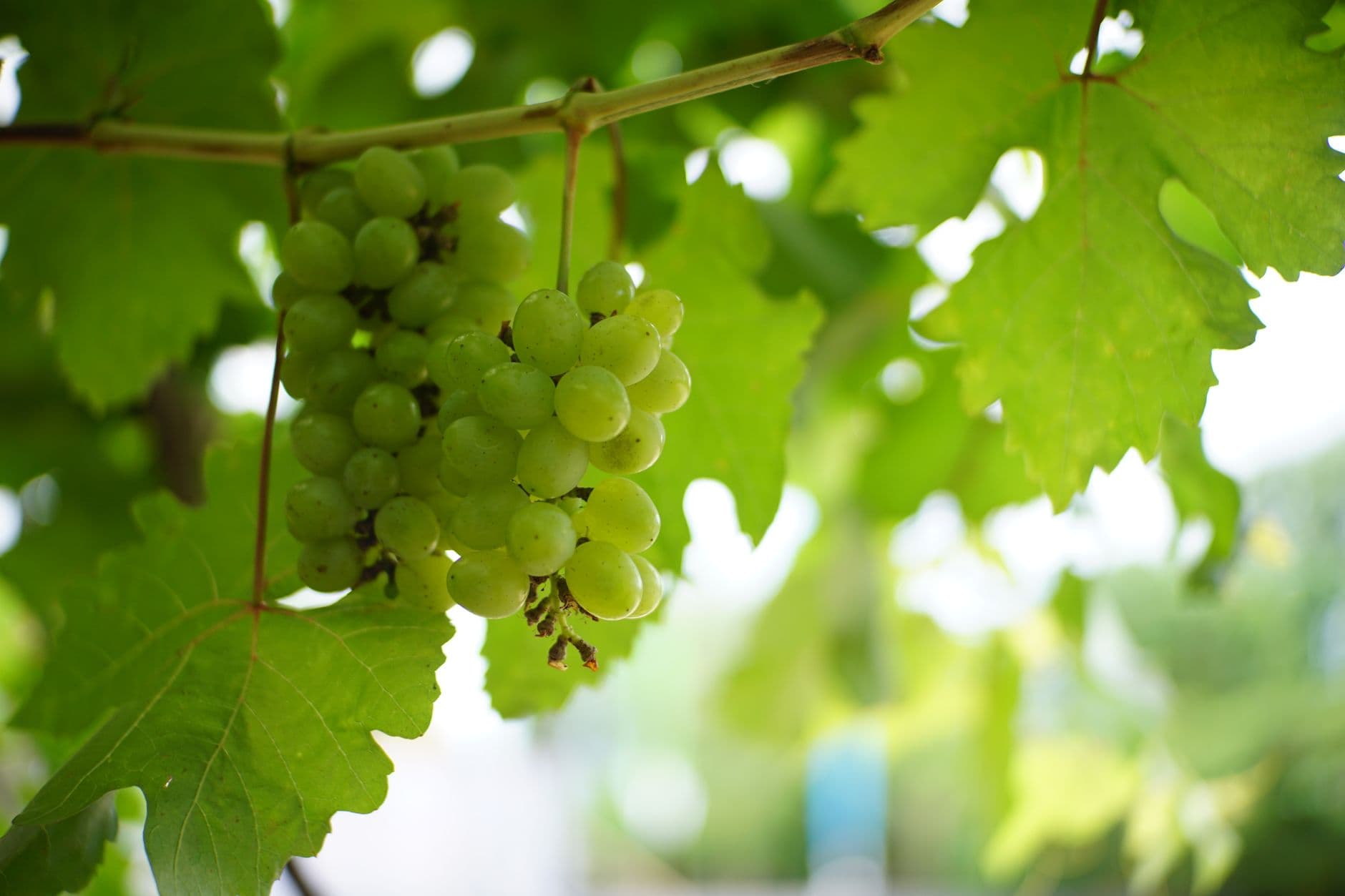 Fresh green grapes hanging on the vine in a vineyard setting, illuminated by natural sunli
