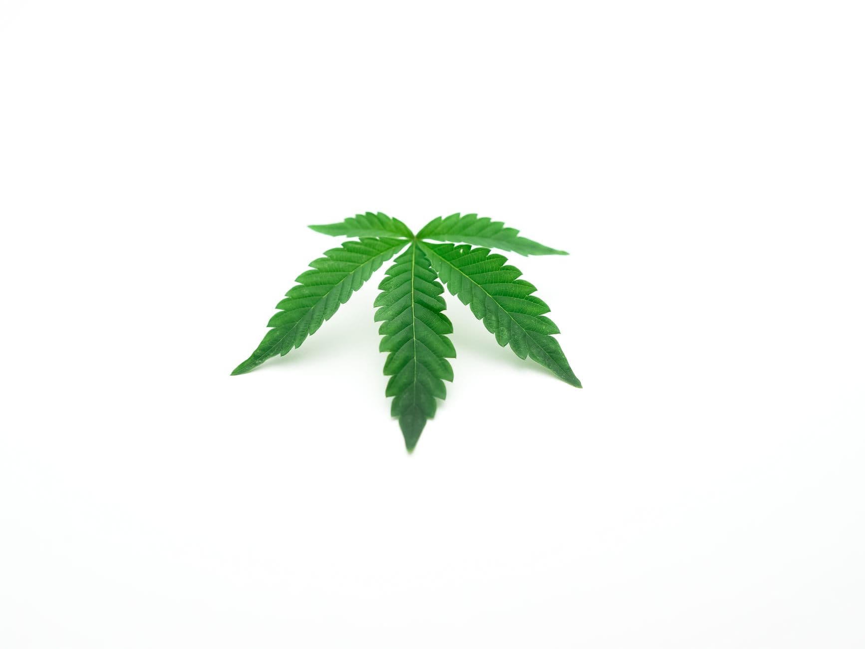 Minimalist image of a single green cannabis leaf isolated on a white background.
